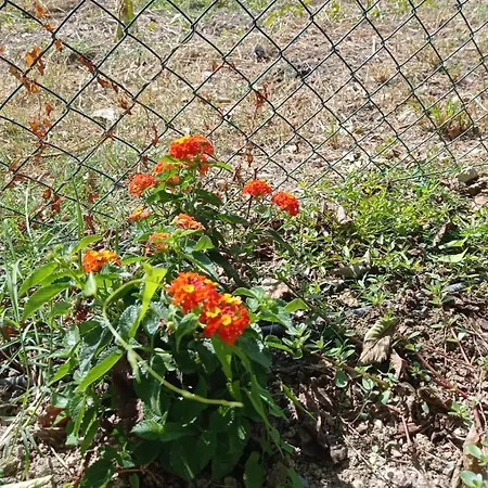ベッド・アンド・ブレックファスト La Casa Di Tara Armonia E Natura レカナーティ